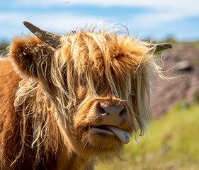 cute brown scottish highland cow in the sunshine