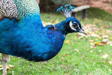 Fototapeta premium peacock in the park