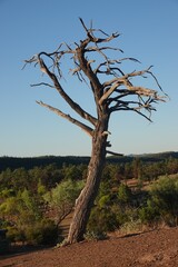 dead tree in the desert