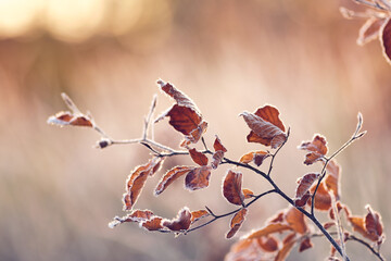 dry leaves covered in frost on sunny morning. High quality photo - 574466268