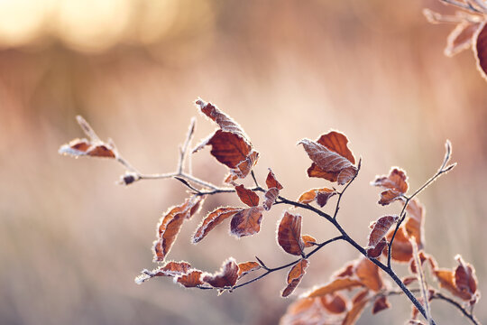 dry leaves covered in frost on sunny morning. High quality photo
