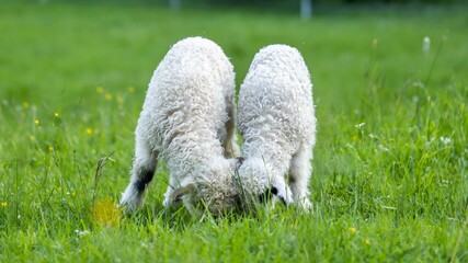 Obraz na płótnie Canvas sheep eating grass 