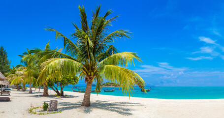 Obraz na płótnie Canvas Single palm tree on beach