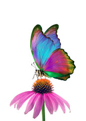Fototapeta na wymiar colorful morpho butterfly on echinacea purpurea flower isolated on white