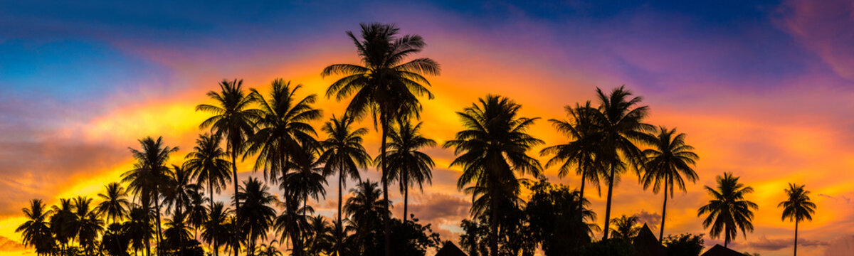 Silhouette palm at sunset