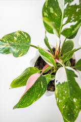 Variegated philodendron houseplant on white background