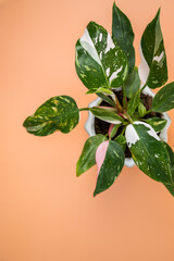 Variegated philodendron on a orange background