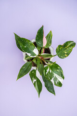variegated leaves with a splash of pink on purple background