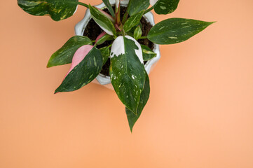 Variegated philodendron on a orange background © Kelsey