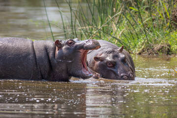 Hippo opening its mouth as if shouting at another hippo