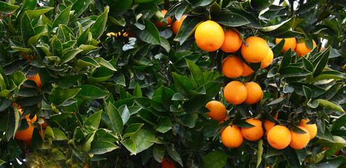 Fresh ripe oranges hanging on an orange tree branch. Orchard,tropical fruits harvest concept for design with copy space.Selective focus.