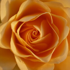 Fototapeta na wymiar Yellow rose 