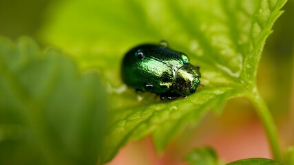 bug on a leaf