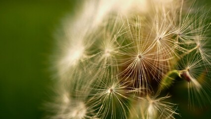 Warm-looking macro closeup of a dandelion, ideal for wallpaper.
