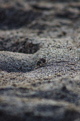 Snail on the sand , texture sand 