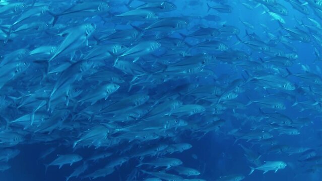 Large school of jack fish