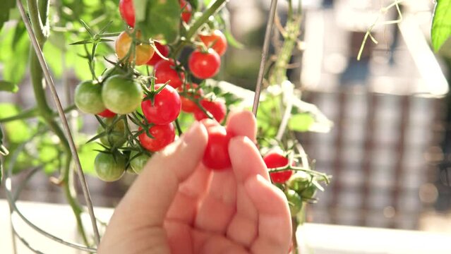Male gardener hand picking cherry tomatoes in organic home garden. Macro close up of harvesting ripe red cherry tomatoes in vegetable balcony garden in the evening light. Organic urban home farming.