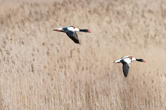 Common shelduck Tadorna tadorna male and female birds flying with reed beds in background