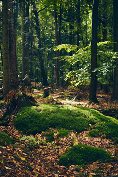 Moss covered forest ground. High quality photo