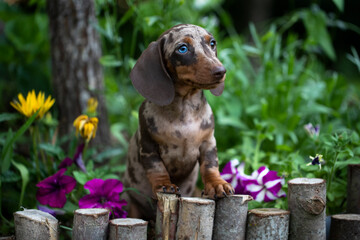 Dog dachshund puppy , dog brovn tan merle color, portrait
