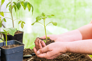 hands transplanting seedlings. Preparing seedlings for new growth and seasonal planting. Gardening concept.