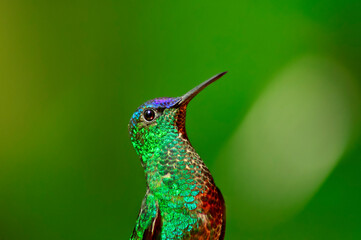 Hummingbird in closeup looking at the camera, with blurred green background © felipecamps