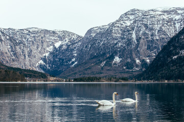 swans on lake in Hallstatt, Austria