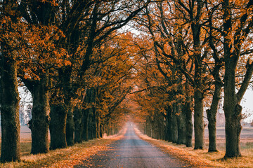 Autumn trees alley road with orange colorful leafs - obrazy, fototapety, plakaty