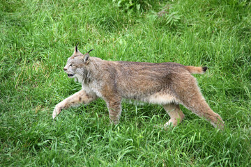 Lynx walking on the grass