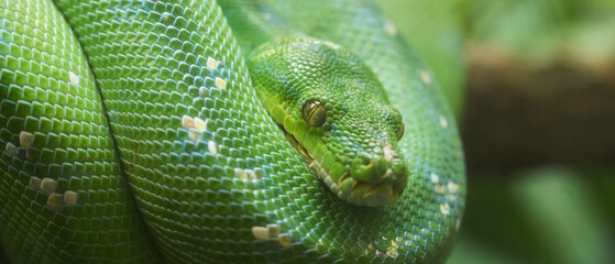 ミドリニシキヘビの美しいテクスチャ