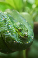 Obraz premium ミドリニシキヘビの美しいテクスチャ