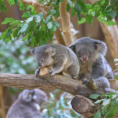 赤ちゃんコアラとママコアラ