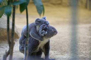 赤ちゃんを抱っこするコアラ