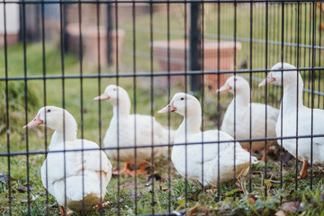 white geese behind bars on grass