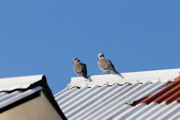 Cape Turtle Doves On White Rooftop (Streptopelia capicola)