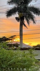 Palm tree with orange sunset between clouds in the background