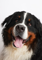 Photo Bernese Mountain Dog on a white background. Studio shot of a dog in front of an isolated background. 
