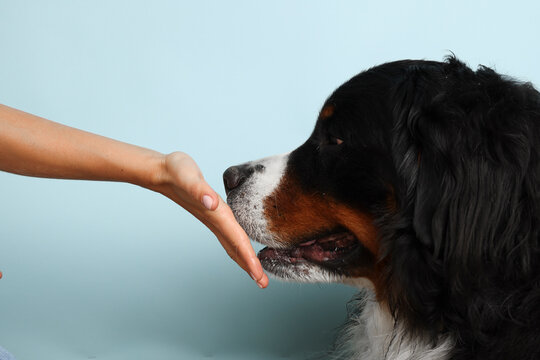 Stock Foto Bernese mountain dog on a pale blue background. Studio shot of a dog and a human hand on an isolated background. The dog licks the owner's hand. A man strokes a dog's nose.