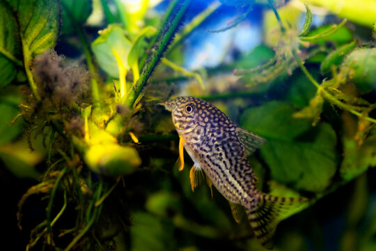 Corydoras sterbai - Sterba's Cory fish