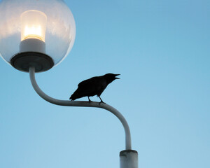 Black crow on lamp post against blue sky