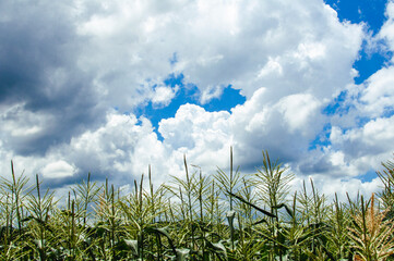 トウモロコシ畑と夏の空