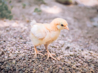A little chicken in garden