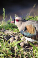 southern lapwing