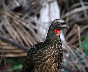 close up of a bird
