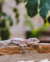 lizard on the rock