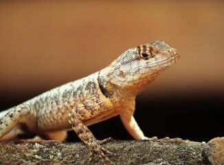Fototapeta premium lizard on a stone