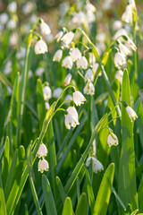 Obraz premium Snowflake flowers, or leucojum vernum, growing in a springtime flowerbed.