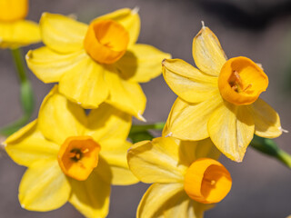 Closeup of narcissus jonquilla in the early spring garden.