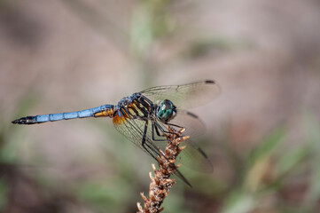 dragonfly on a branch