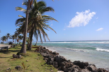 beach with trees